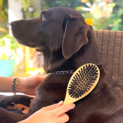 Cepillos y Peines Ecológicos de Bambú para Perros y Gatos 🐾 Cuida el Pelaje de tu Mascota