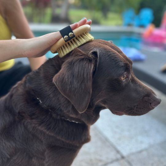 Cepillos y Peines Ecológicos de Bambú para Perros y Gatos 🐾 Cuida el Pelaje de tu Mascota
