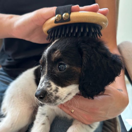 Cepillos y Peines Ecológicos de Bambú para Perros y Gatos 🐾 Cuida el Pelaje de tu Mascota